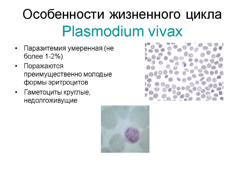 Особенности жизненного цикла Plasmodium vivax Паразитемия умеренная (не более 1-2%) Поражаются преимущественно молодые формы